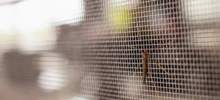 Repair Mosquito Mesh For Windows in New Port Richey, FL
